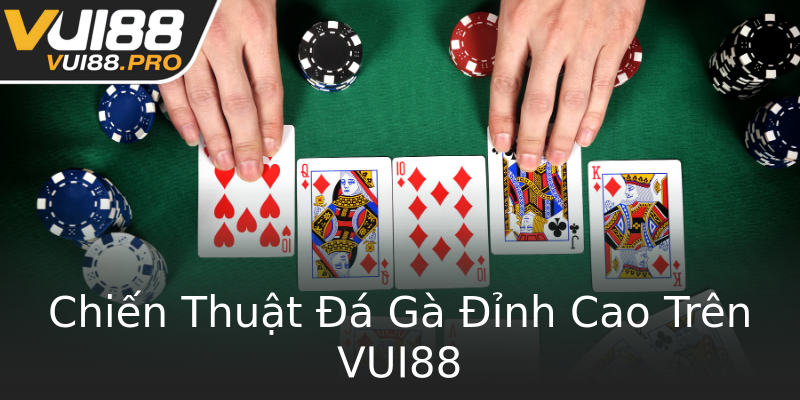 Chiến Thuật Đá Gà Đỉnh Cao Trên VUI88 Chiến Thuật Đá Gà Đỉnh Cao Trên VUI88