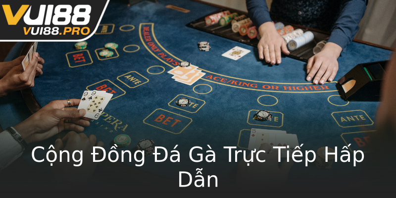 Cộng Đồng Đá Gà Trực Tiếp Hấp Dẫn Cộng Đồng Đá Gà Trực Tiếp Hấp Dẫn